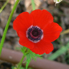 Схема вышивки «Дружба»