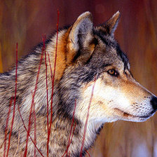 Схема вышивки «взгляд»