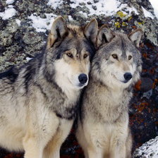 Схема вышивки «пара»