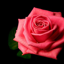 Схема вышивки «роз»