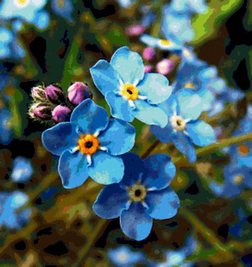 незабудка - предпросмотр