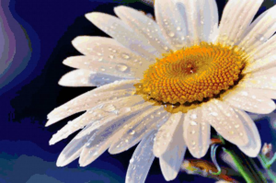 ромашка - цветы - предпросмотр