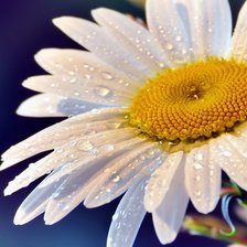 Схема вышивки «ромашка»