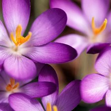 Схема вышивки «№178735»