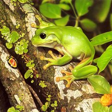 Схема вышивки «Лягушка-путишественница»
