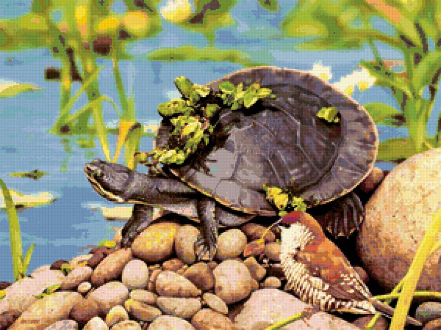 Перевези! - птичка, черепаха - предпросмотр