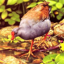 Серия : Птицы