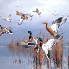 Схема вышивки «Серия : Птицы»