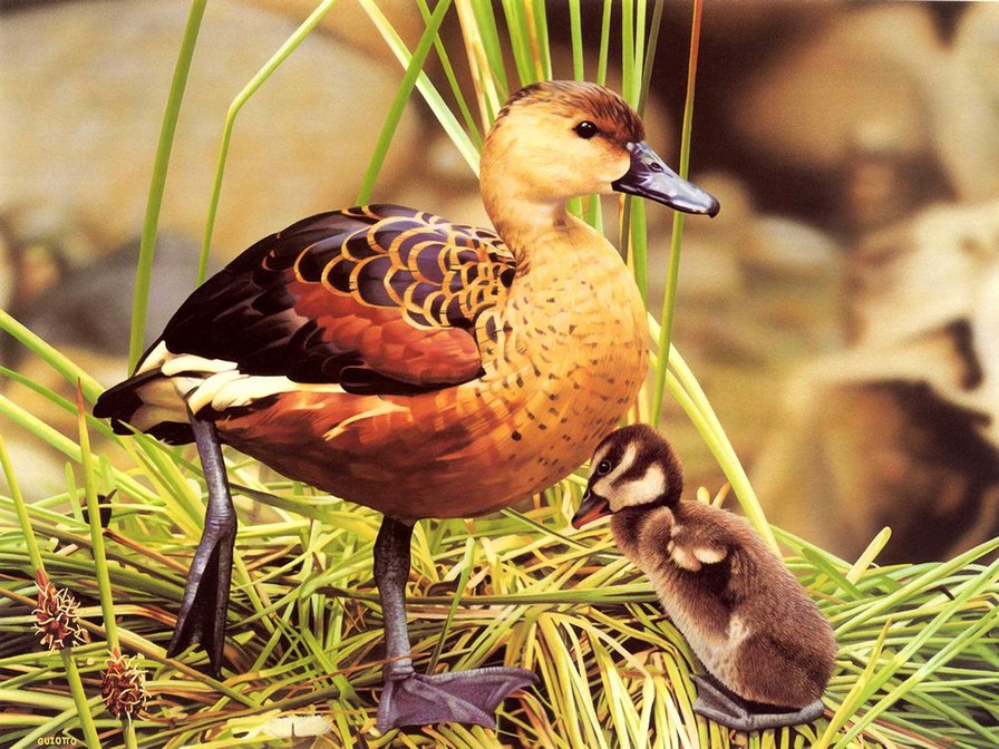 Серия : Птицы - мама с малышом - оригинал