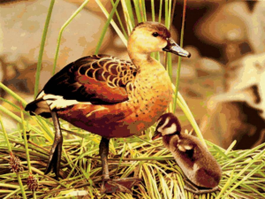 Серия : Птицы - мама с малышом - предпросмотр