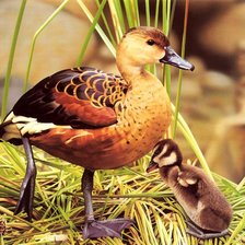 Серия : Птицы