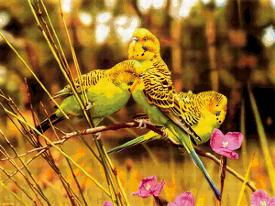 Серия : Птицы - попугайчики - предпросмотр