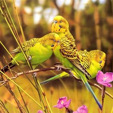 Схема вышивки «Серия : Птицы»