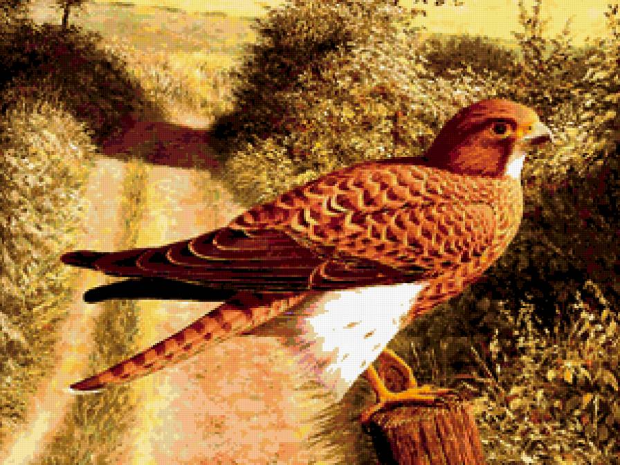 Серия : Птицы - ястреб - предпросмотр