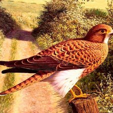 Схема вышивки «Серия : Птицы»