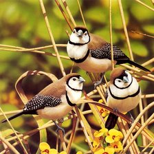 Серия : Птицы