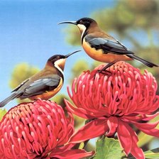 Схема вышивки «Серия : Птицы»