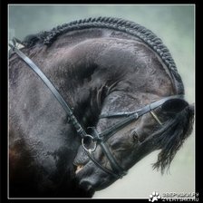 Схема вышивки «Вороной»