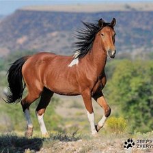 Схема вышивки «Лошадь»