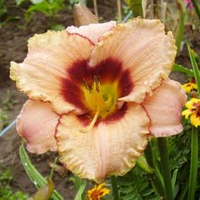 Схема вышивки «Лилейник "Awesome Blossom"»