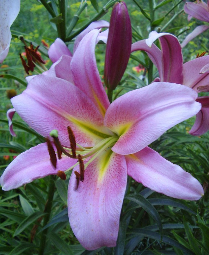 Лилия - цветы - оригинал