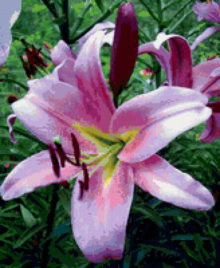 Лилия - цветы - предпросмотр