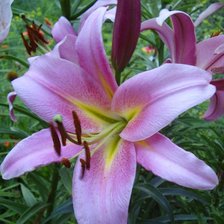 Схема вышивки «Лилия»