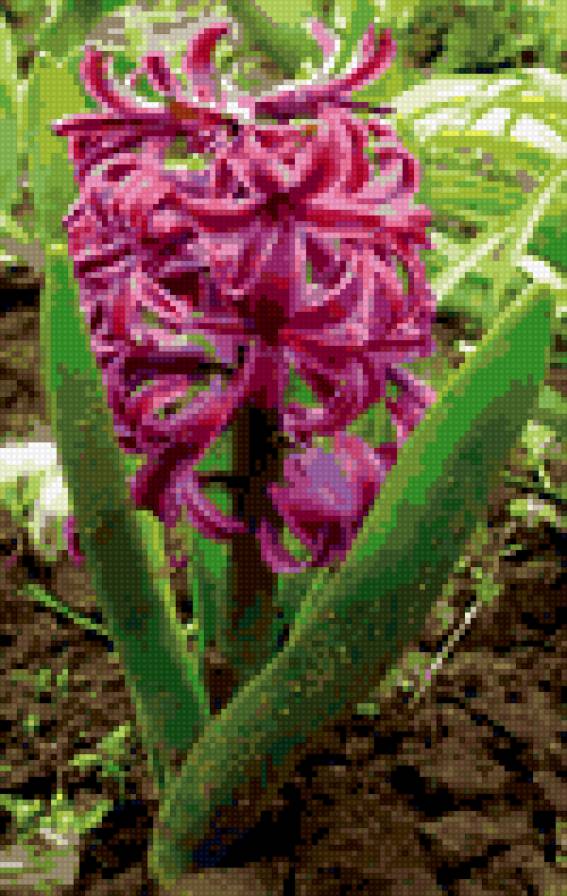 Гиацинт - цветы - предпросмотр