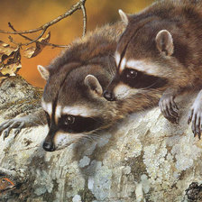 Схема вышивки «Еноты»