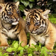 Схема вышивки «Тигрята»