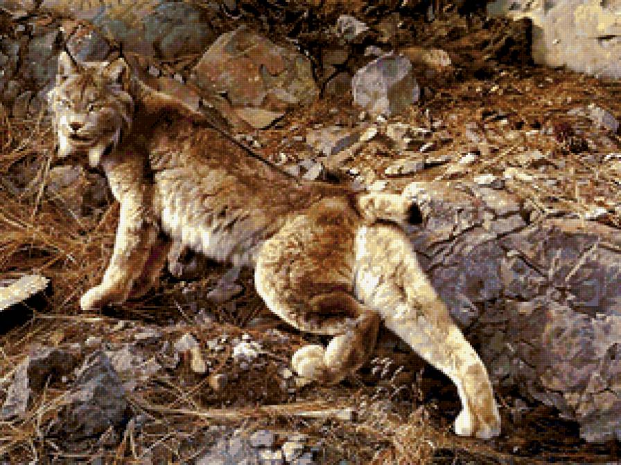 Рысь - животные, кошки, рысь - предпросмотр