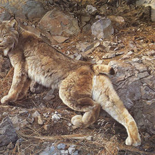 Схема вышивки «Рысь»