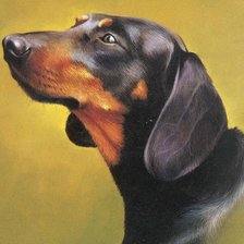 Серия : Собаки