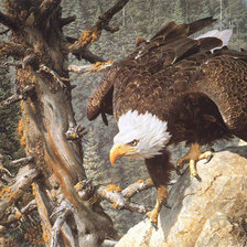 Схема вышивки «Серия : Птицы»