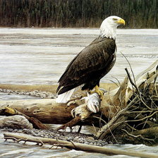 Схема вышивки «Серия : Птицы»