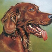 Серия : Собаки