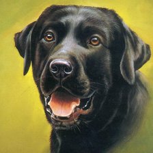 Серия : Собаки