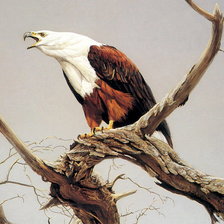 Схема вышивки «Серия : Птицы»