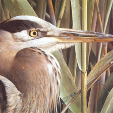 Схема вышивки «Серия : Птицы»