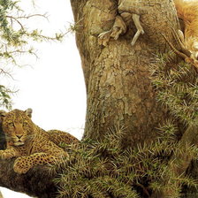 Схема вышивки «Леопард»