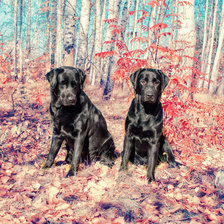 Схема вышивки «черные лабрадоры»