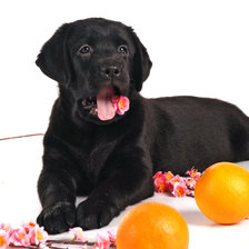 Схема вышивки «щенок лабрадора и апельсины»