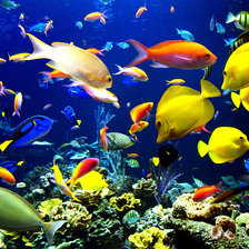 Схема вышивки «подводный мир»