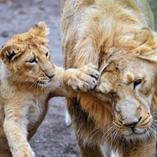 Лев с львёнком)
