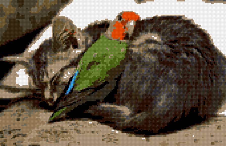 Дружба - дружба, кошка, животные, попугайчик - предпросмотр