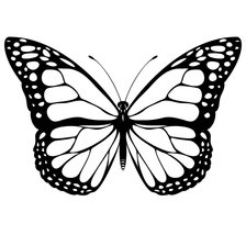 Схема вышивки «бабочка ч/б»