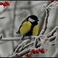 Зимняя сказка