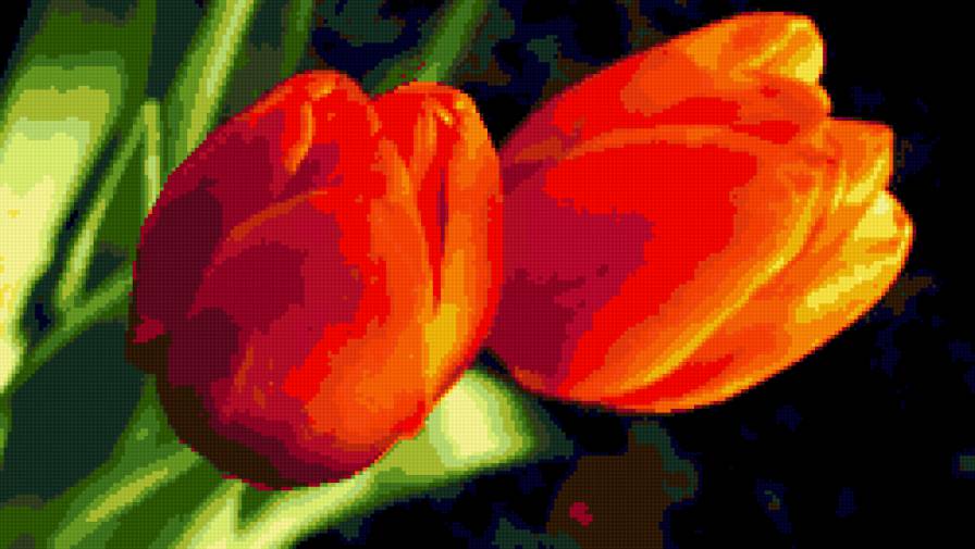 тюльпаны - тюльпаны, цветы, природа - предпросмотр