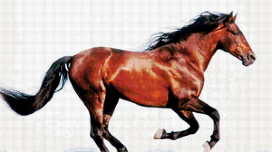 №179728 - кони, лошади, жеребец - предпросмотр