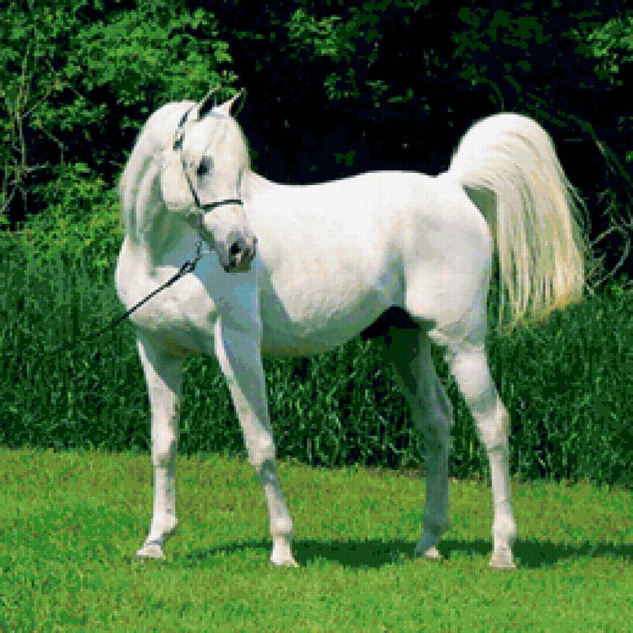 жеребец - лощади, конь, жеребец, кони - предпросмотр